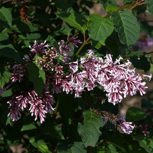 Lilac (Syringa) Josika, pot, 2L