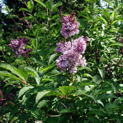 Lilac (Syringa) Josika, pot, 2L