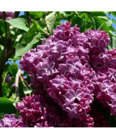 Chinese Lilac (Syringa) 'Saugeana', pot, 2L