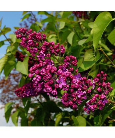 Chinese Lilac (Syringa) 'Saugeana', pot, 2L
