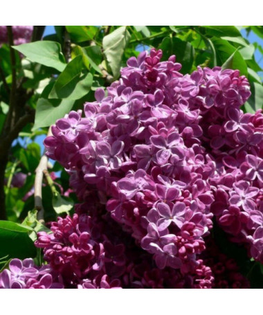 Lilac (without) Chinese 'Saugeana'