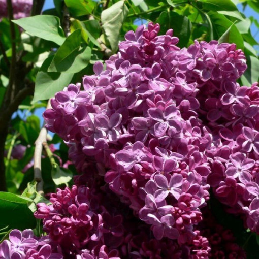 Lilac (without) Chinese 'Saugeana'
