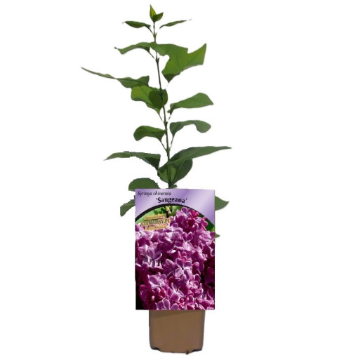 Lilac (without) Chinese 'Saugeana'