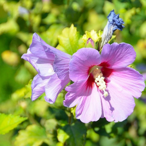 Syrian Hibiscus (Hibiscus) 'Woodbridge'