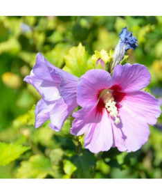 Syrian Hibiscus (Hibiscus) 'Woodbridge'