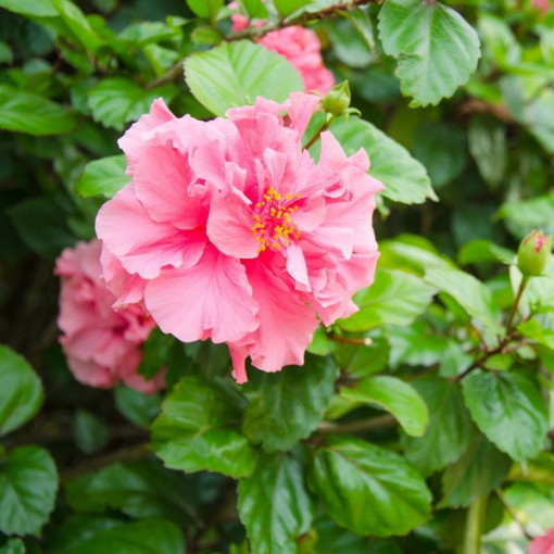 Syrian Hibiscus (Hibiscus) 'Sanchonyo' P9/C1