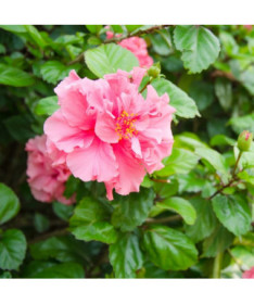 Syrian Hibiscus (Hibiscus) 'Sanchonyo' P9/C1