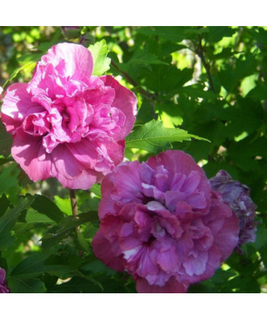 Syrian Hibiscus (Hibiscus) 'Sanchonyo' P9/C1