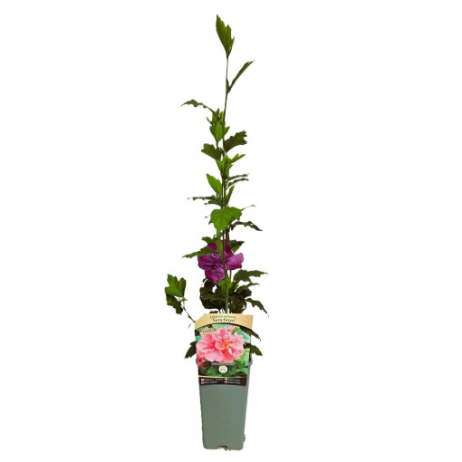 Syrian Hibiscus (Hibiscus) 'Sanchonyo' P9/C1