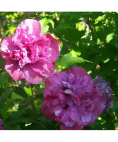 Syrian Hibiscus (Hibiscus) 'Sanchonyo' pot, 2l