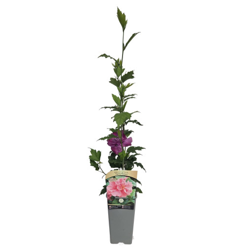 Syrian Hibiscus (Hibiscus) 'Sanchonyo' pot, 2l