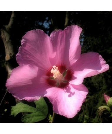 Syrian Hibiscus (Hibiscus) 'Russian Violet' P9/C1
