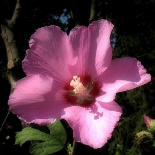 Syrian Hibiscus (Hibiscus) 'Russian Violet' P9/C1