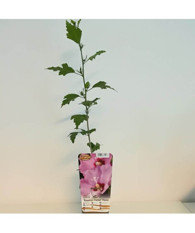 Syrian Hibiscus (Hibiscus) 'Russian Violet' P9/C1