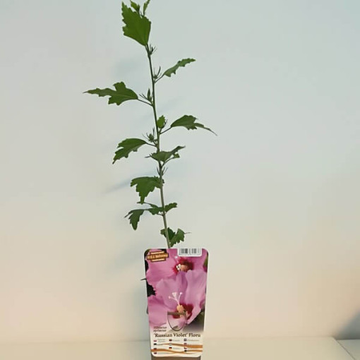 Syrian Hibiscus (Hibiscus) 'Russian Violet' P9/C1