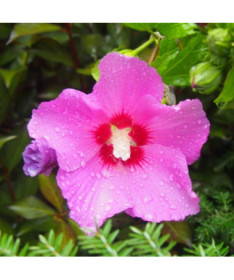 Syrian hibiscus (Hibiscus) 'Pink Giant' P9/C1