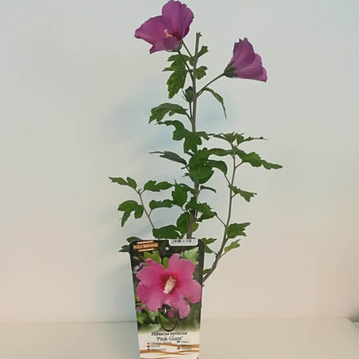 Syrian hibiscus (Hibiscus) 'Pink Giant' P9/C1