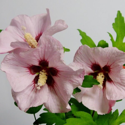 Syrian hibiscus (Hibiscus) 'Mathilde' pot, 2L