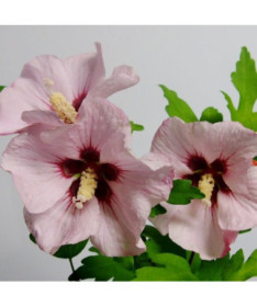 Syrian hibiscus (Hibiscus) 'Mathilde' pot, 2L