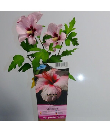 Syrian hibiscus (Hibiscus) 'Mathilde' pot, 2L