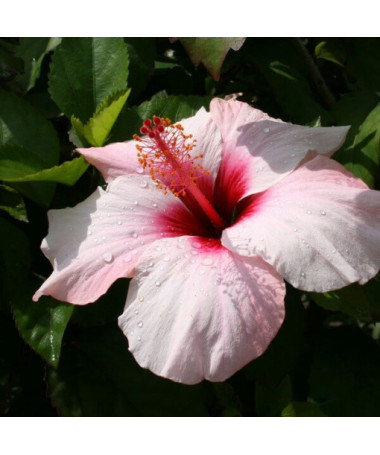 Syrian hibiscus (Hibiscus) 'Mathilde' P9/C1