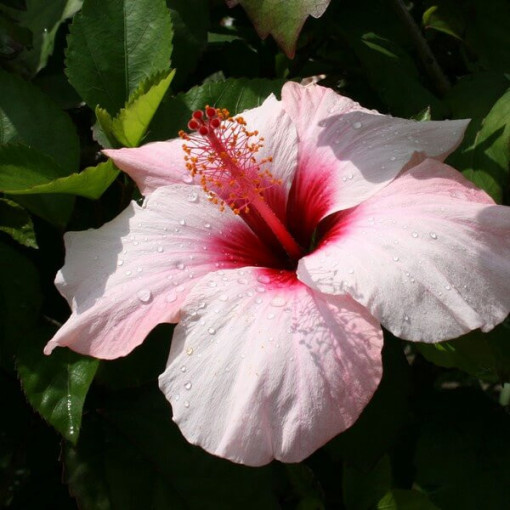 Syrian hibiscus (Hibiscus) 'Mathilde' P9/C1