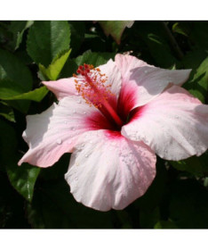 Syrian hibiscus (Hibiscus) 'Mathilde' P9/C1