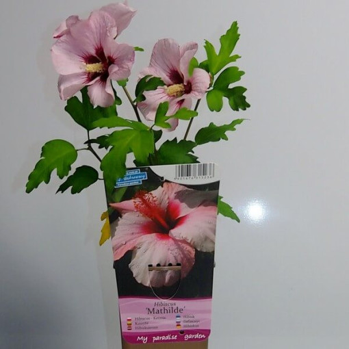 Syrian hibiscus (Hibiscus) 'Mathilde' P9/C1