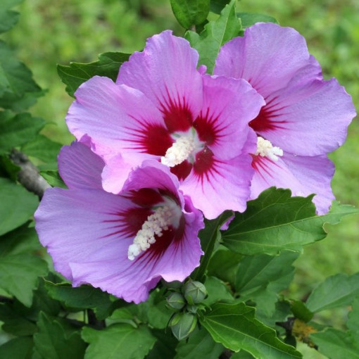 Syrian hibiscus (Hibiscus) 'Maike'