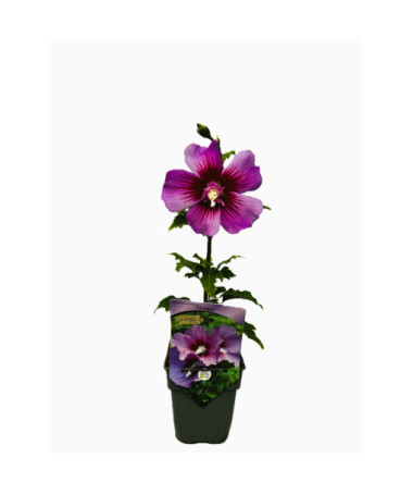 Syrian hibiscus (Hibiscus) 'Maike'