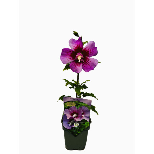 Syrian hibiscus (Hibiscus) 'Maike'