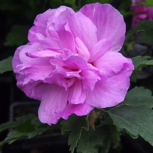 Syrian Hibiscus (Hibiscus) Ardens P9/C1