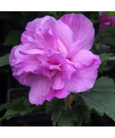 Syrian Hibiscus (Hibiscus) Ardens P9/C1