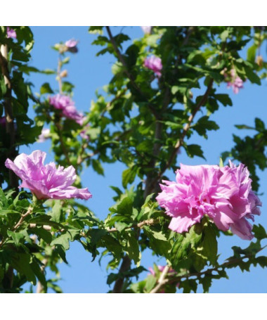 Syrian Hibiscus (Hibiscus) Ardens P9/C1