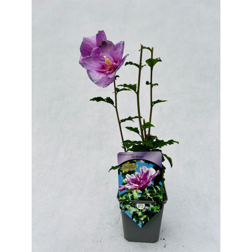 Syrian Hibiscus (Hibiscus) Ardens P9/C1