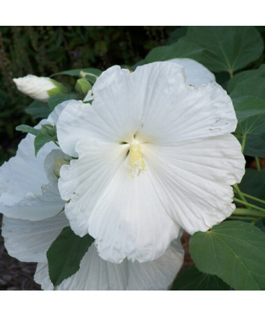 Syrian Hibiscus (Hibiscus) 'William R. Smith' P9/C1