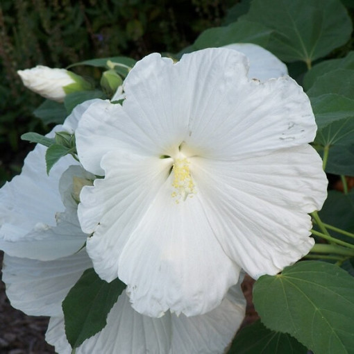Syrian Hibiscus (Hibiscus) 'William R. Smith' P9/C1