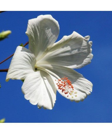 Syrian Hibiscus (Hibiscus) 'William R. Smith' P9/C1