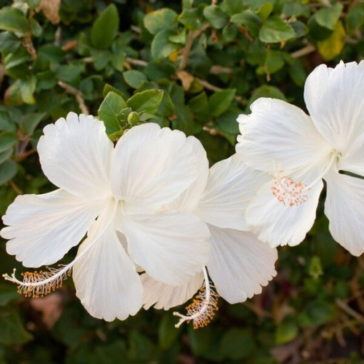 Syrian Hibiscus (Hibiscus) 'William R. Smith' P9/C1
