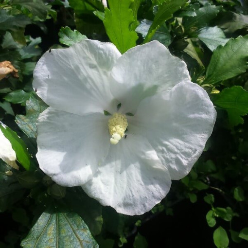 Syrian Hibiscus (Hibiscus) 'William R. Smith' P9/C1