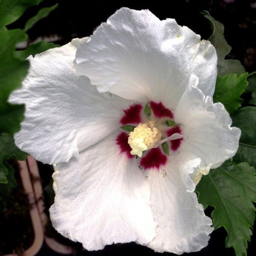 Syrian Hibiscus (Hibiscus) 'Red Heart' pot, 2l