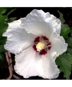 Syrian Hibiscus (Hibiscus) 'Red Heart' pot, 2l