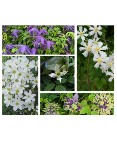 Set of 5 pcs - Clematis in 2L pots