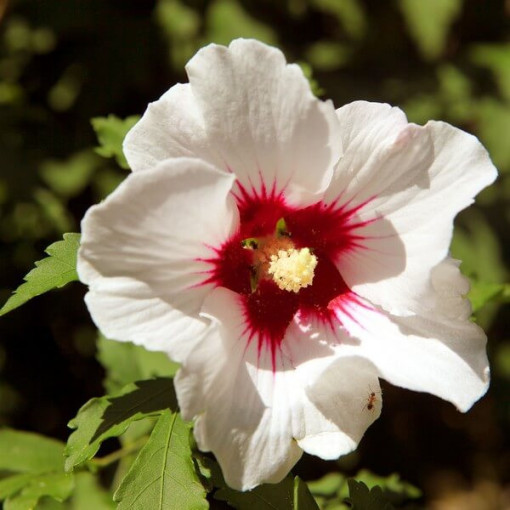 Syrian Hibiscus (Hibiscus) 'Red Heart'