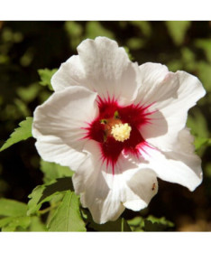 Syrian Hibiscus (Hibiscus) 'Red Heart'