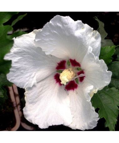 Syrian Hibiscus (Hibiscus) 'Red Heart'