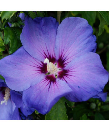 Syrian Hibiscus (Hibiscus) 'Oiseau Bleu' var., 'Blue Bird' potted, 2l
