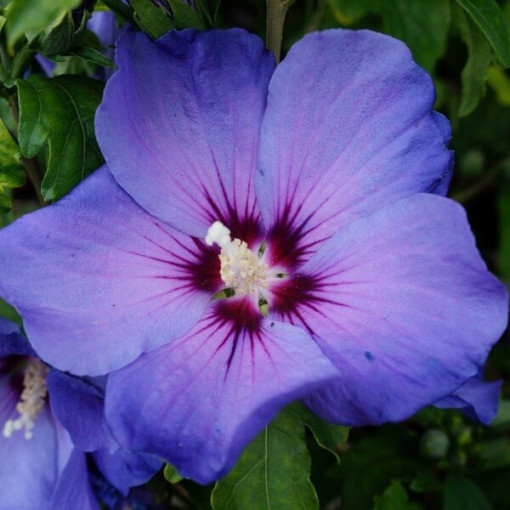 Syrian Hibiscus (Hibiscus) 'Oiseau Bleu' var., 'Blue Bird' potted, 2l