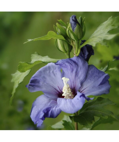 Syrian Hibiscus (Hibiscus) 'Oiseau Bleu' var., 'Blue Bird' potted, 2l