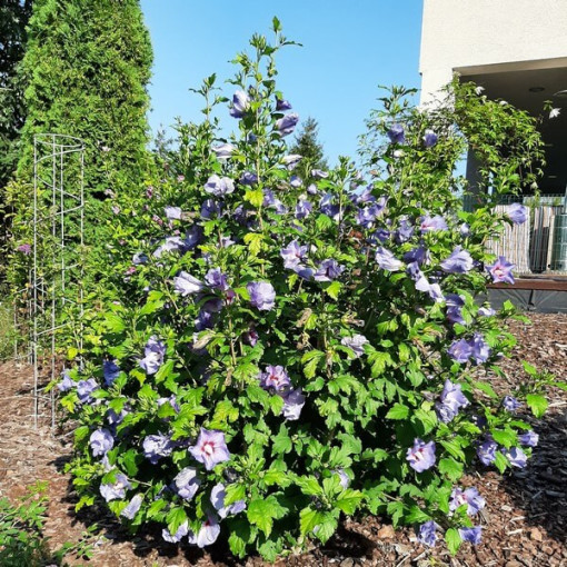Syrian Hibiscus (Hibiscus) 'Oiseau Bleu' var., 'Blue Bird' potted, 2l